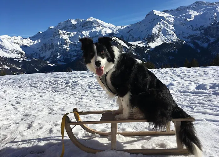 Gwunderstuebli By Interhome Lejlighed