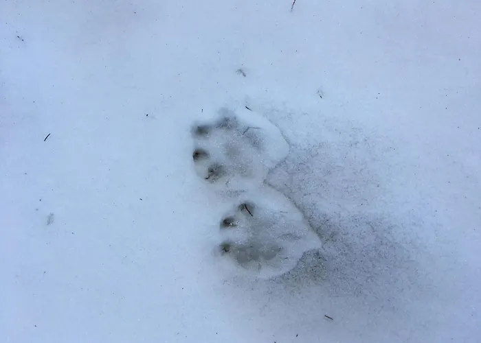 Gwunderstuebli By Interhome Lejlighed