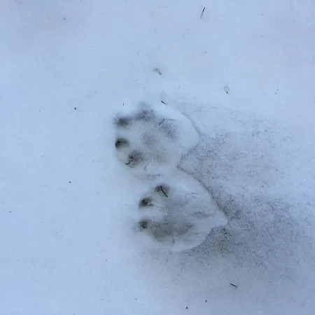 Gwunderstuebli By Interhome 公寓